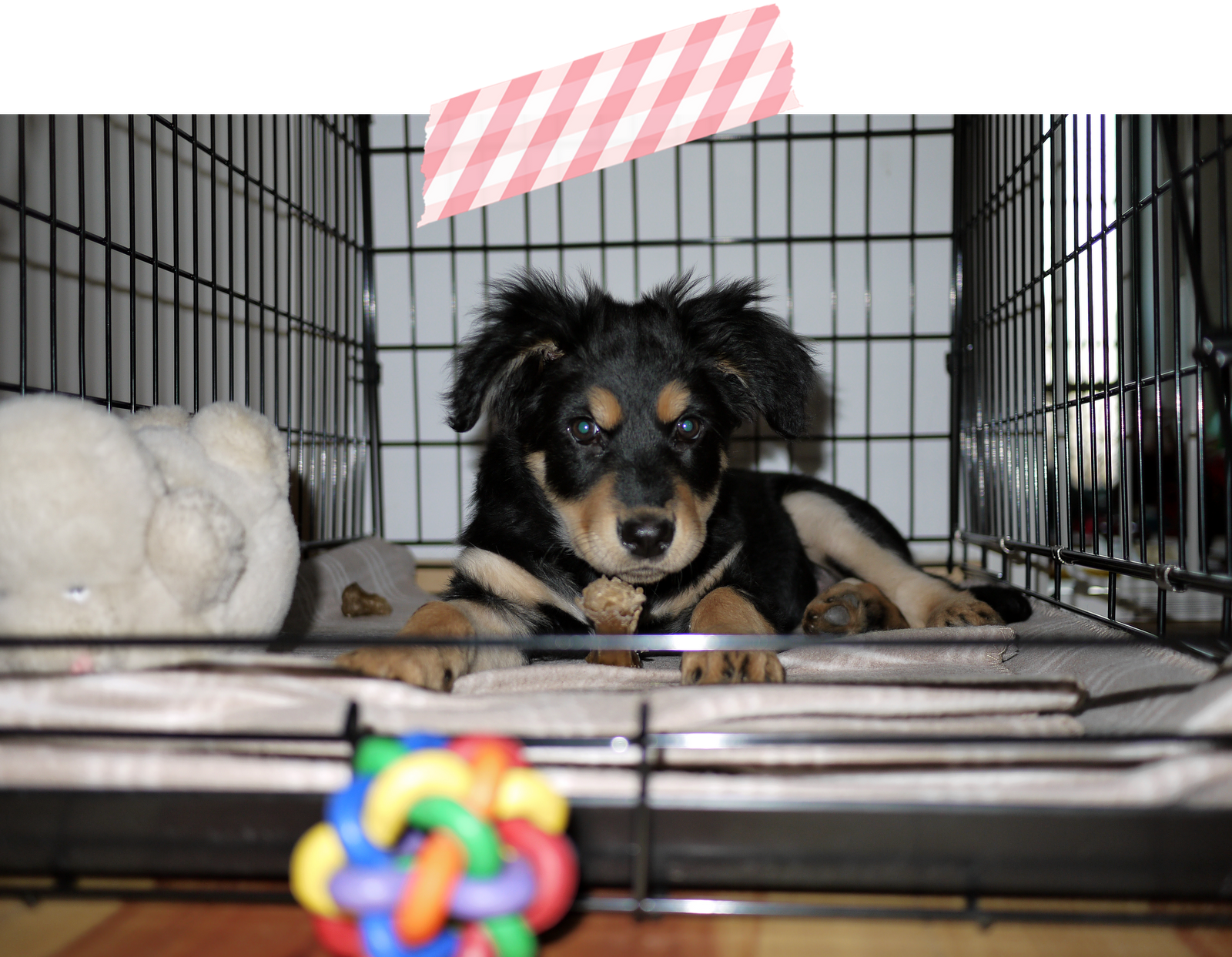 ringelkatze & hund Spielereien