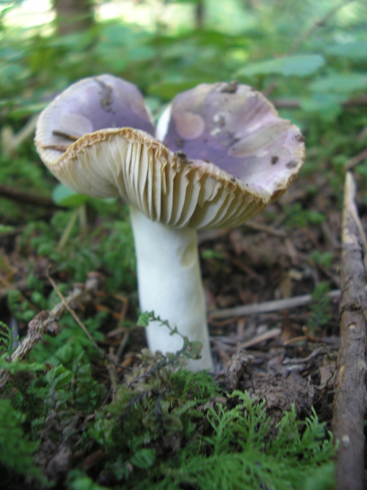 Ежовик гриб фиолетовый