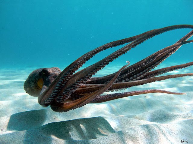 La logopeda del cole: ¿Cómo se desplazan los animales?