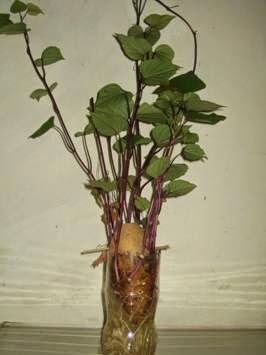 Tận dụng chai nhựa bỏ đi - 10