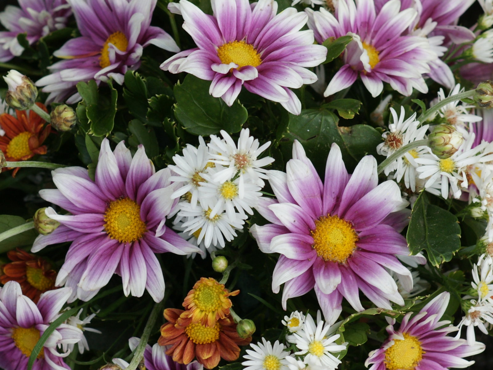 Daisy Flower Daisy Flower