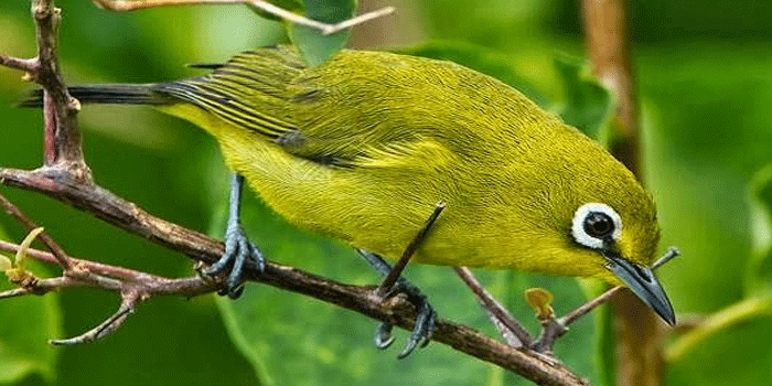 Menaklukkan Pleci Dakun