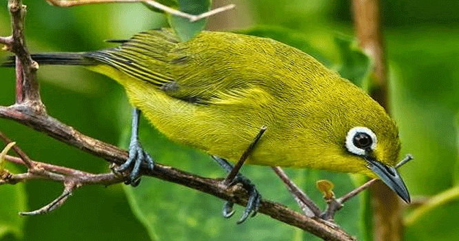 Menaklukkan Pleci Dakun
