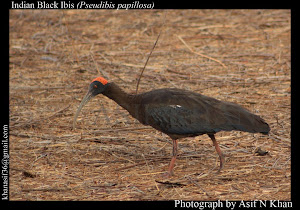 Black Ibis