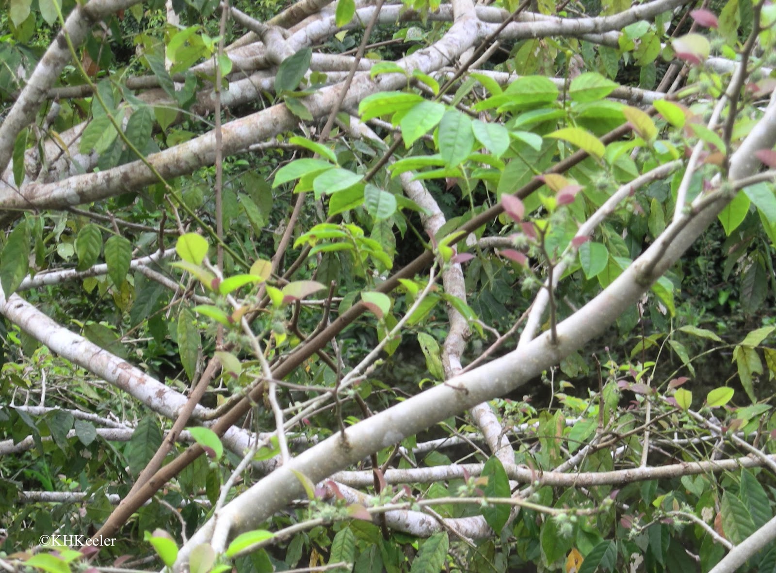 A Wandering Botanist Dye Plants Old Fustic aka Dyer's Mulberry