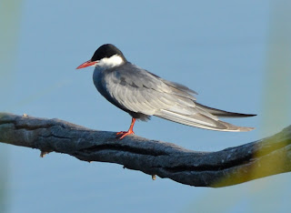 Whiskered Tern