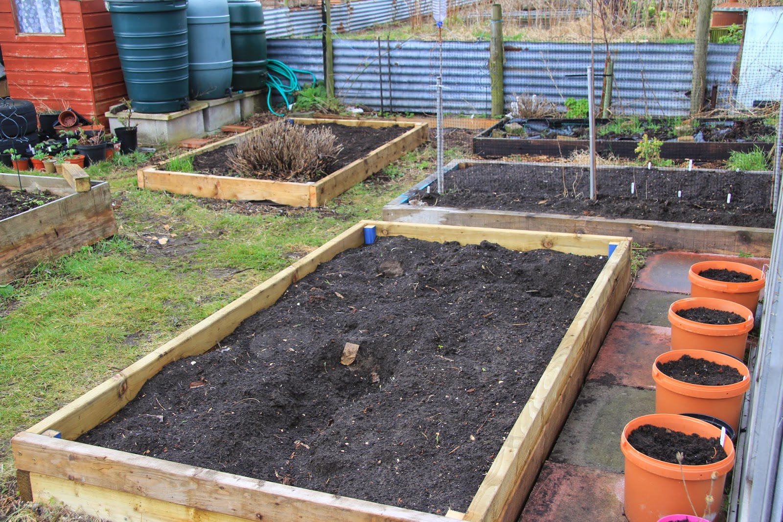Allotment 65 More rebuilding of raised beds & signs of life
