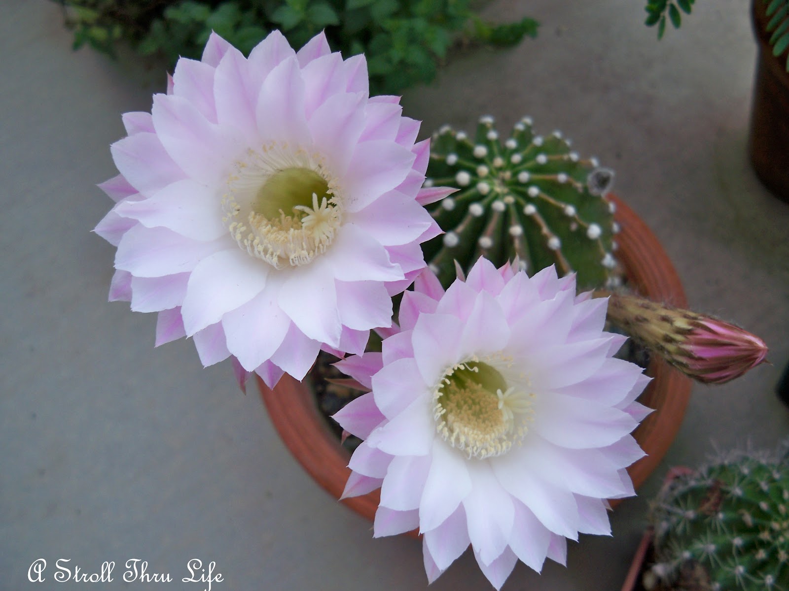 A Stroll Thru Life Cactus Flowers