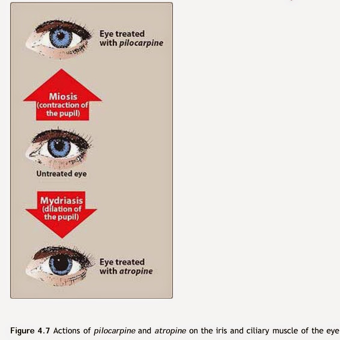 Pharmacological Blog pilocarpine
