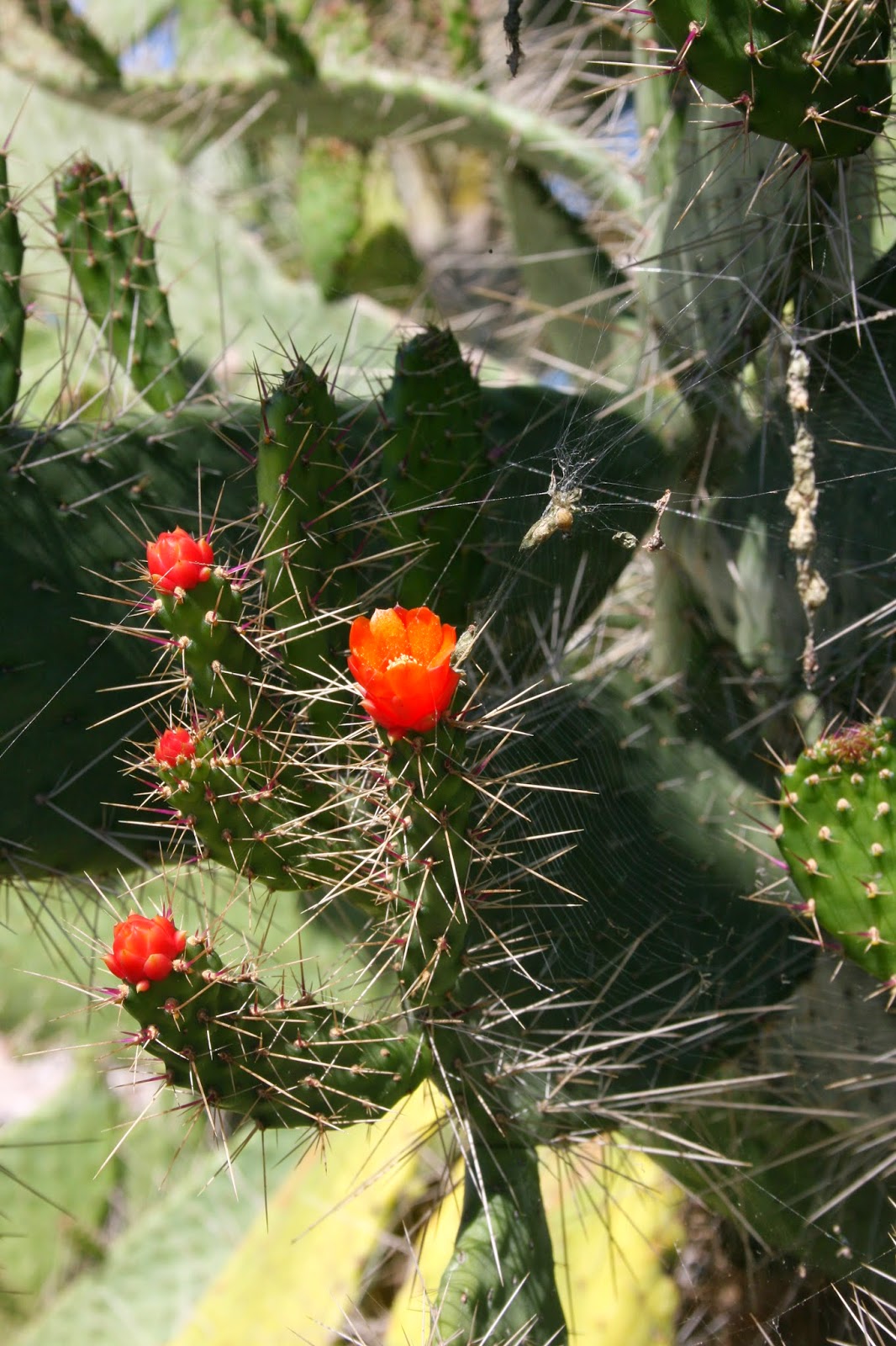 Native Florida Wildflowers March 2014