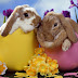 Best Happy Easter 2015 Wallpapers, Pictures, Photos