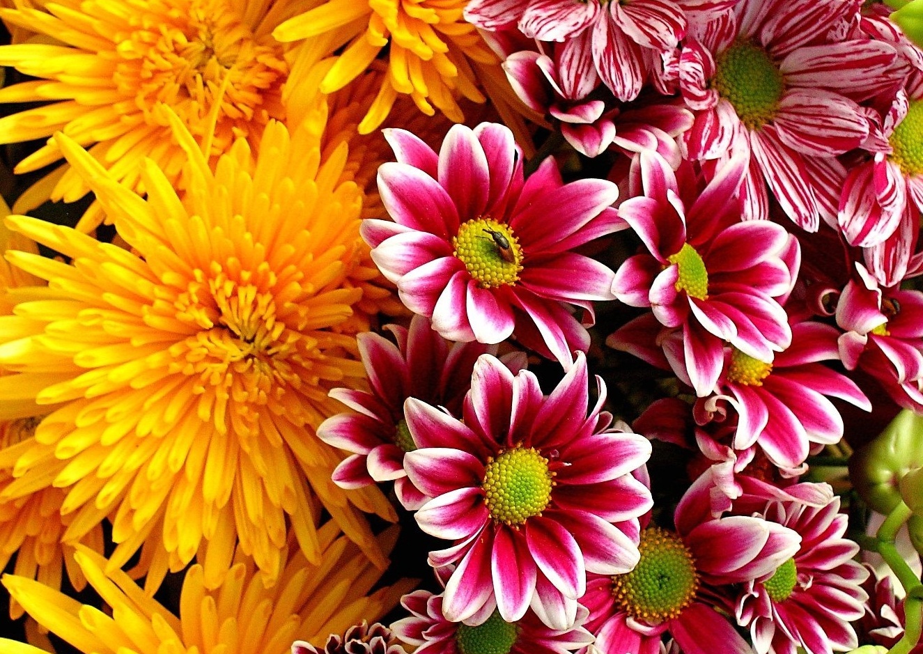 flower for true flowers flowers wallpapers flower for true flowers flowers wallpapers