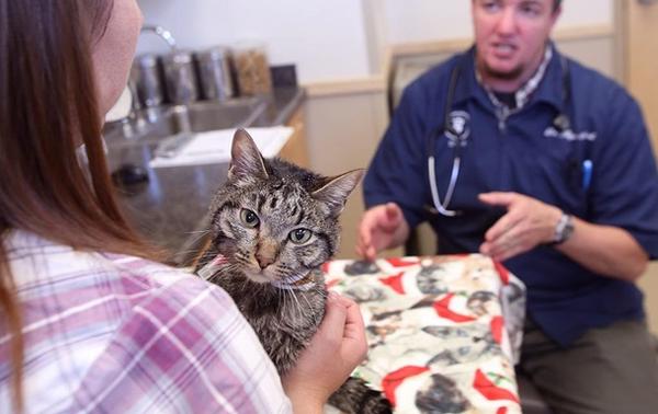 Кот два месяца путешествовал в матрасе Кот два месяца путешествовал в матрасе