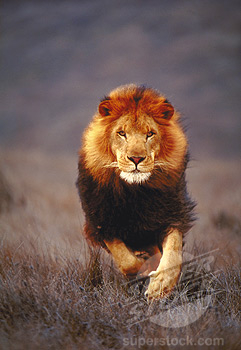 Encyclopedia Lion Running