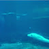 Concerning Belugas: Circuit Swimming- Affirmative (9:40 AM Vancouver Time)