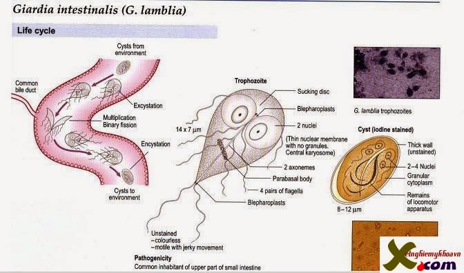 [Image: Giardia-intestinalis-G.lamblia.jpg]
