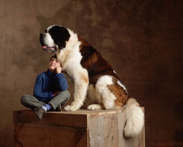 Cute Dogs|Pets: Biggest Saint Bernard Dogs