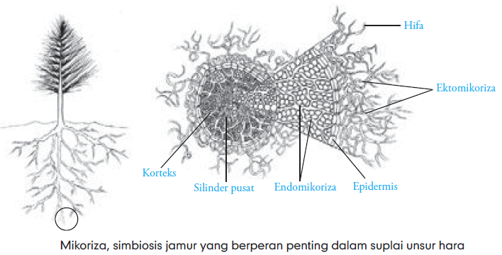 Peranan Jamur Jamur Yang Menguntungkan Merugikan