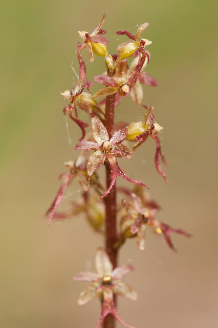 Lesser Twayblade - Cliburn Moss, Cumbria