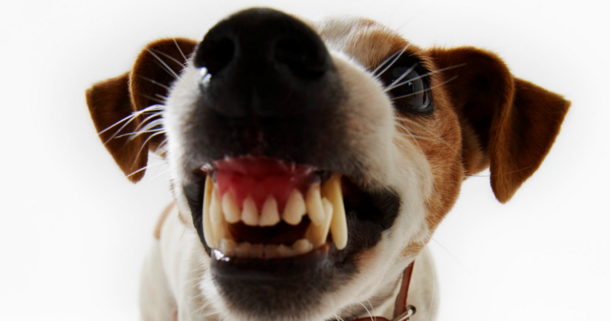 Natürlich MIT Hund&hellip;Hunde trainieren, begleiten und Spaß mit ihnen