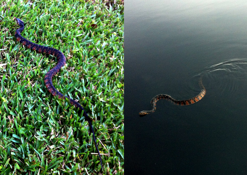 Icaryn Ugh Snake In My Backyard