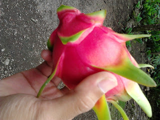 Manfaat Buah Naga Untuk Kesehatan