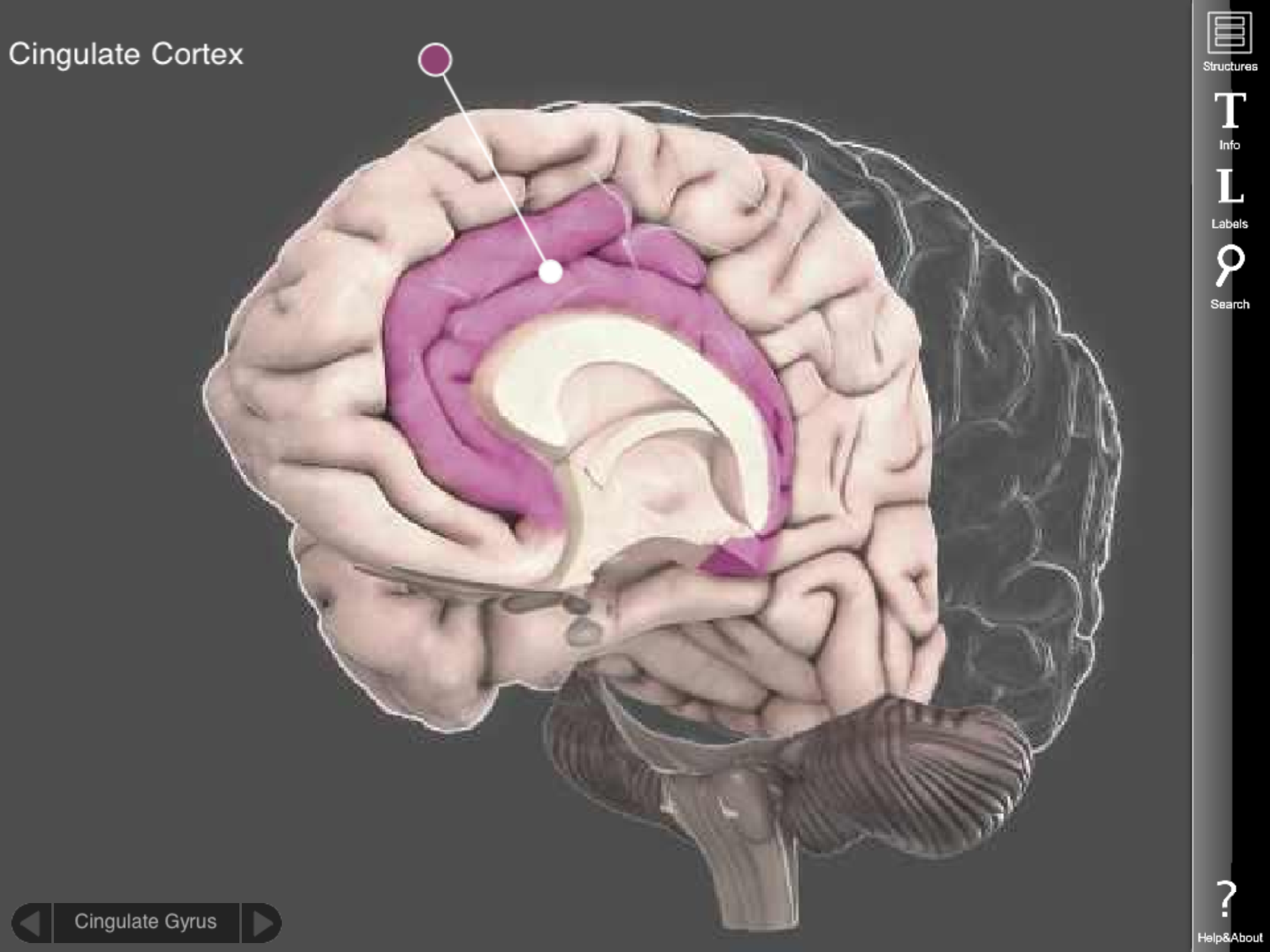 Autism Brain Circuit That Controls >> Autism Brain Deficits In Social Judgment Brain Posts Autism Brain Circuit That Controls >> Autism Brain Deficits In Social Judgment Brain Posts