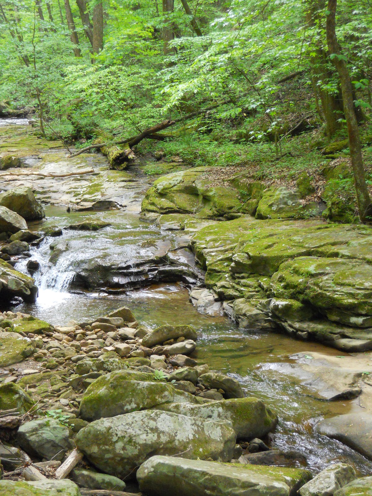 Go on the Cheap Guided Hike in Frozen Head State Park