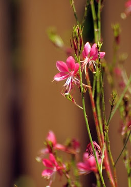 Gaura sp. 236