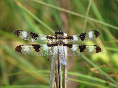 Twelve-spotted Skimmer (male) - Fallows, Murphys Point Provincial Park, ON