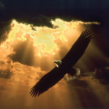 soaring_eagle_golden-sky.jpg