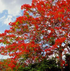 flamboyan-tree.jpg