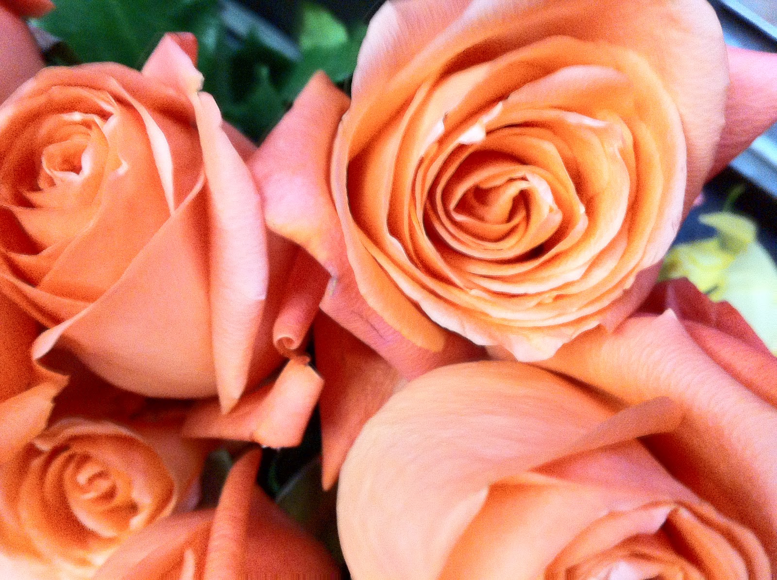 peach roses Peach roses, Flowers, Rose