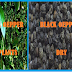 Black Pepper- a seed Small in size but Big benefits
