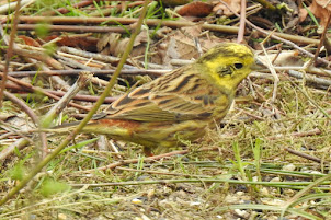 Wintersett Lakes 19/03/19