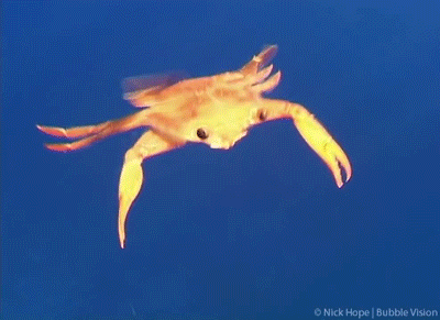 animal gif, funny swimming crab