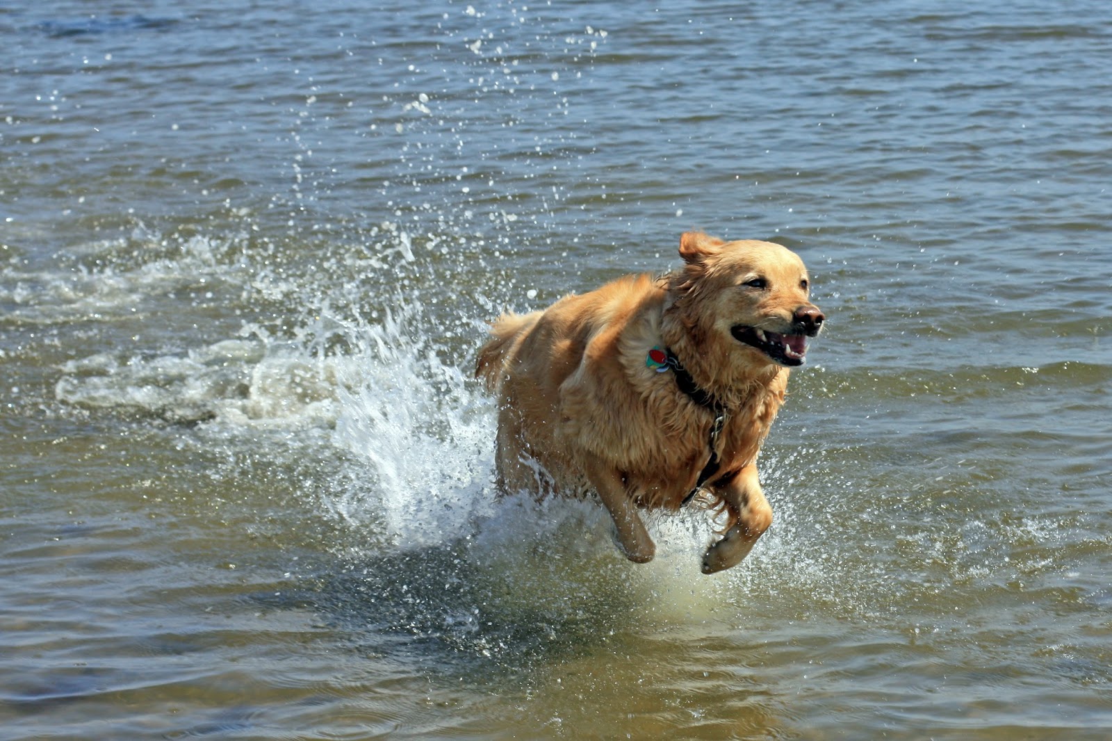 Raising a Super Dog moved to Salty sea dogs