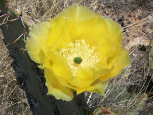 More Cactus Bloom