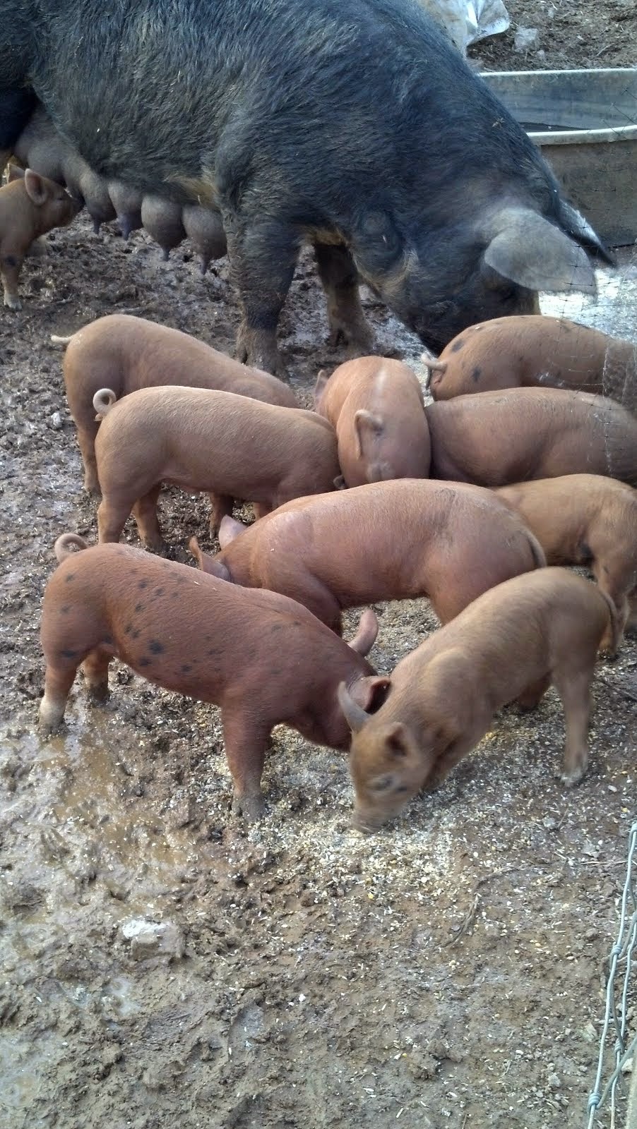 Piglets Learning to Eat