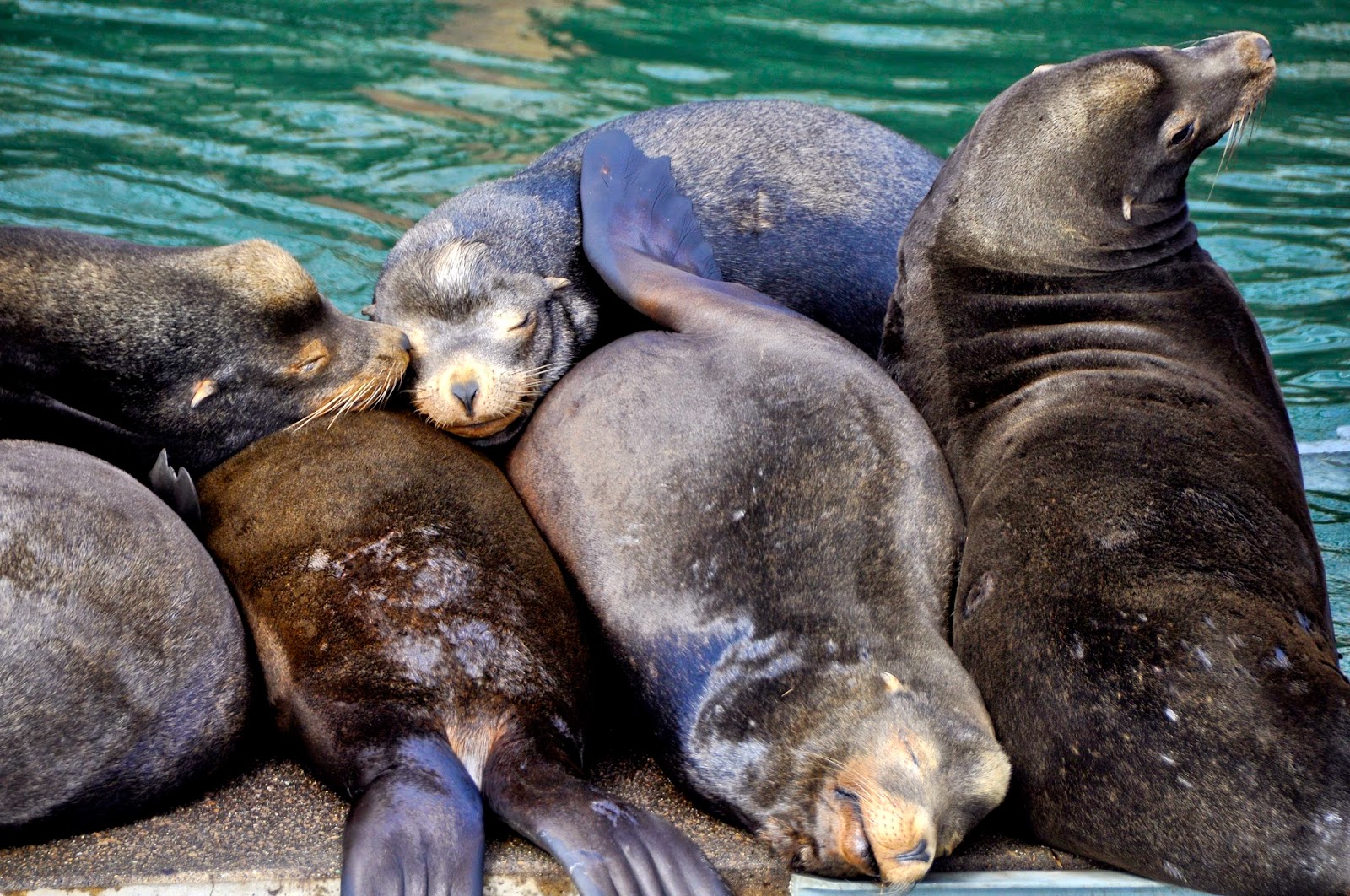 LuAnn Kessi Sea Lions.......Oregon Coast