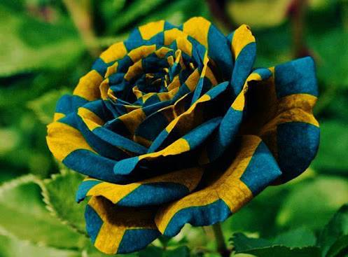 Flower Homes: Gorja's Rare colored roses...