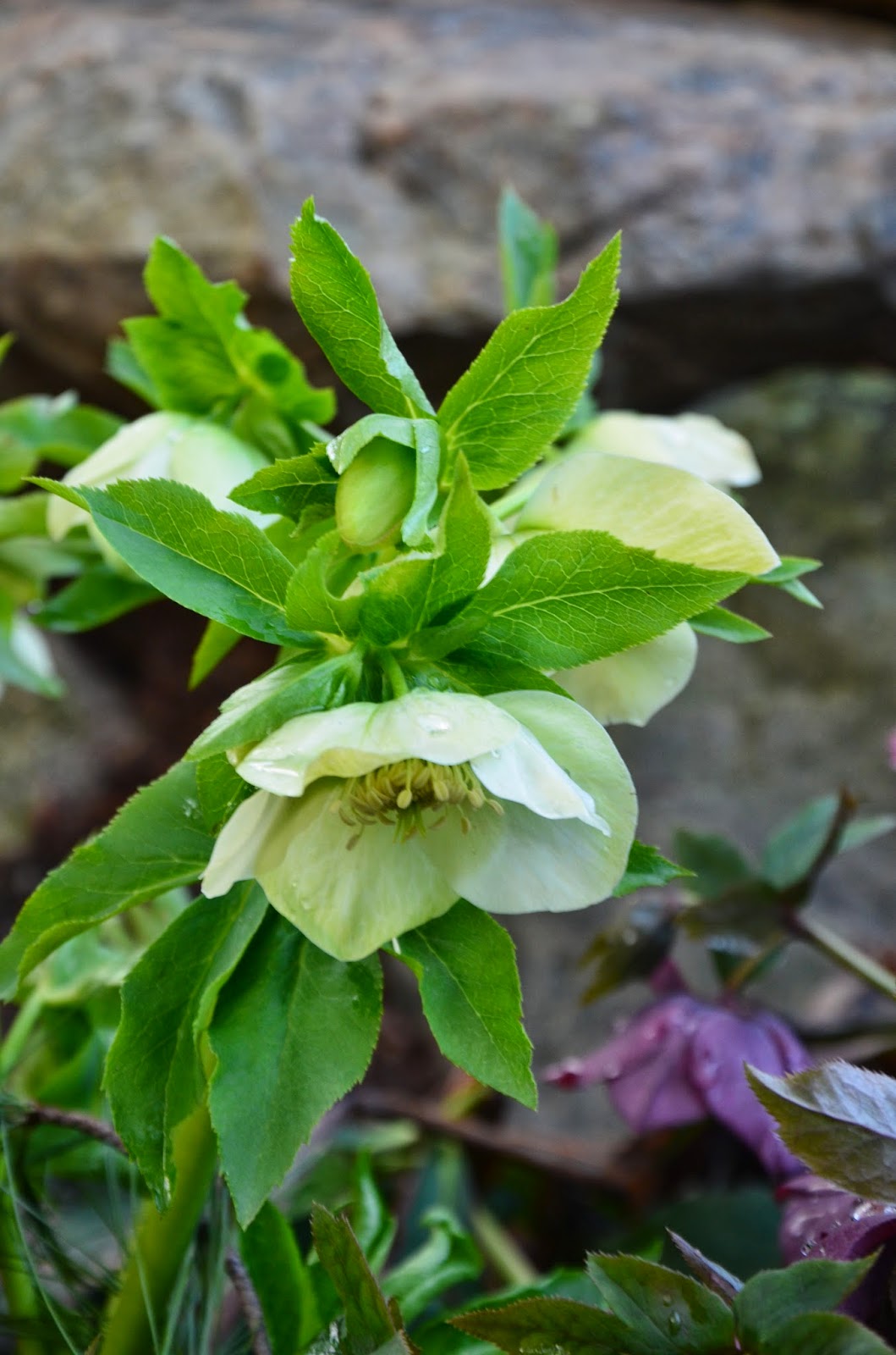 Zone Five and a Half To Hellebores and Back