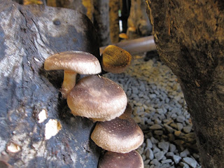 圖為椴木栽培的香菇