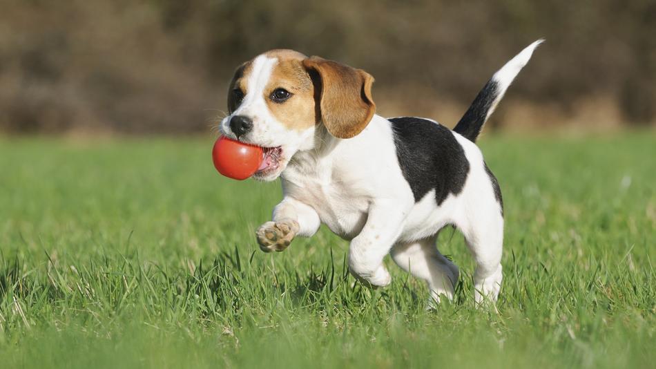 The most charming dogs in the world! Beagle!
