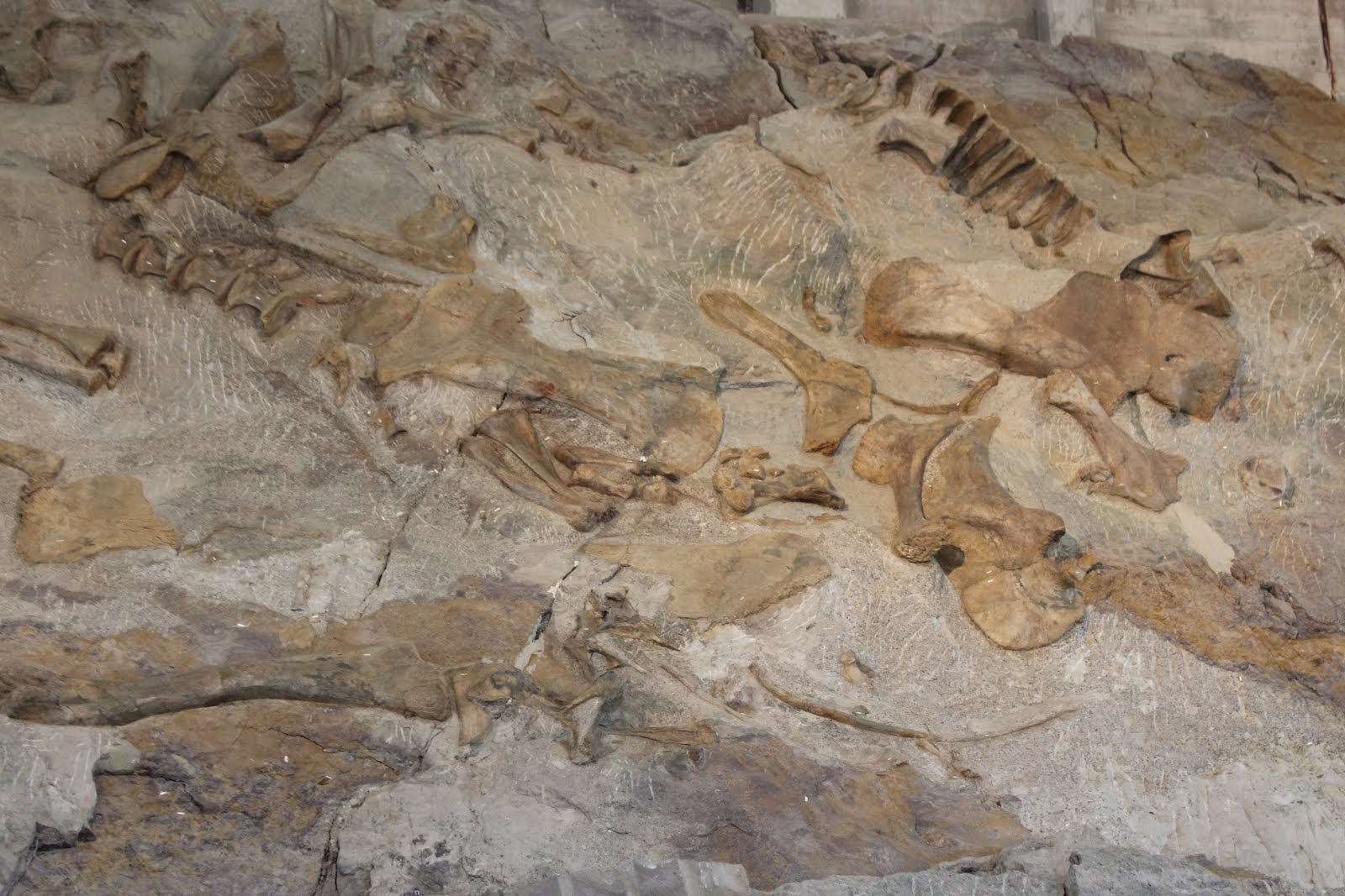 Fossil Discovery Trail/Quarry Site