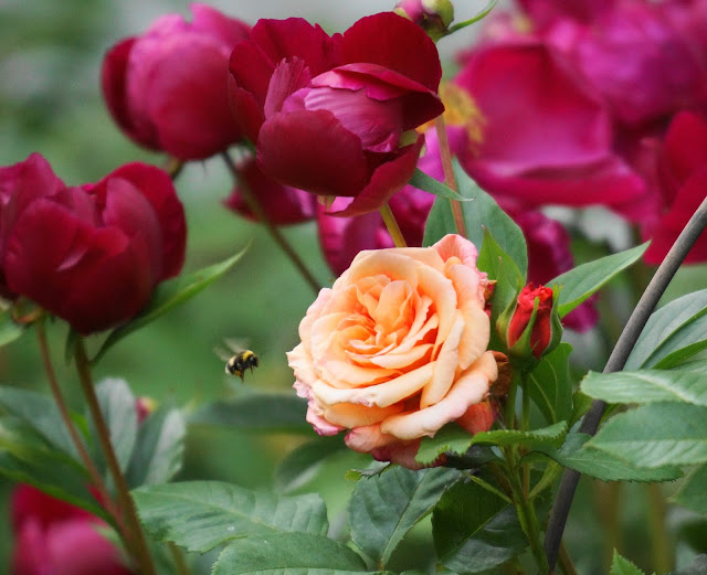Aloha Rose Photo