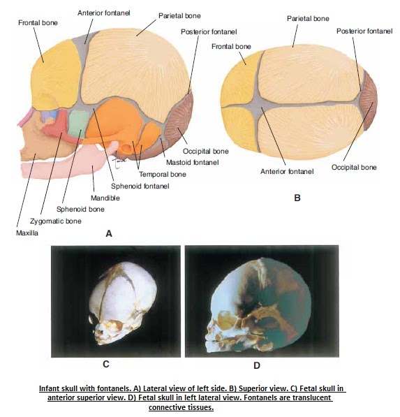 The Human Body EMBRYONIC GROWTH OF BONES
