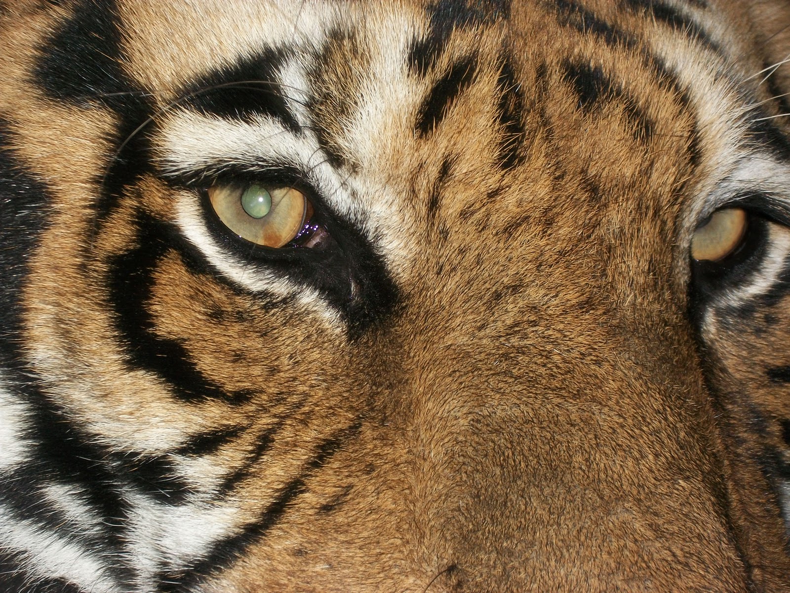 Which Big Cat Has Loudest Roar Which Big Cat Has Loudest Roar