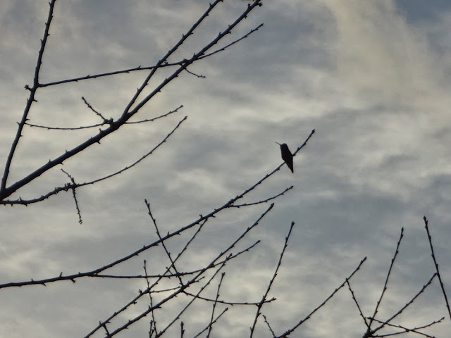 Hummingbird in Stanley Park, Vancouver