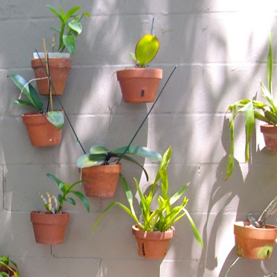 orchids walls hanging garden